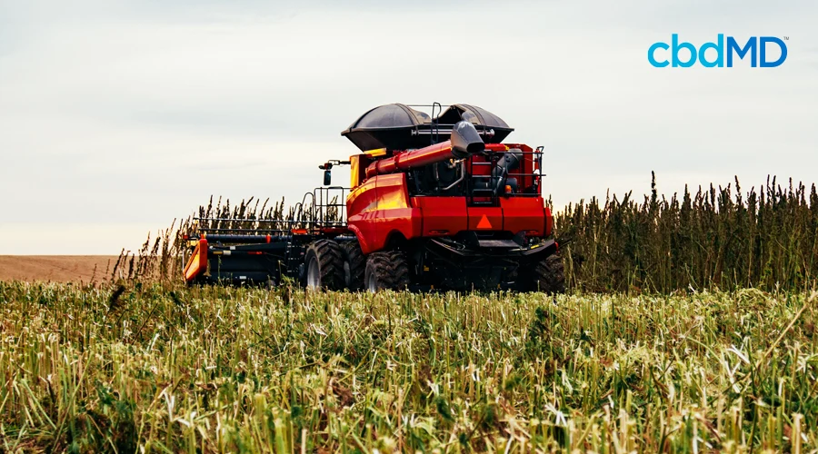 A red combine rolls through a large field harvesting crops