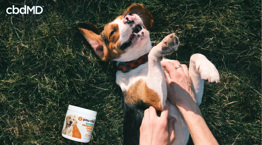Dog and Bottle of CBD Probiotic Chews for Dogs from Paw CBD