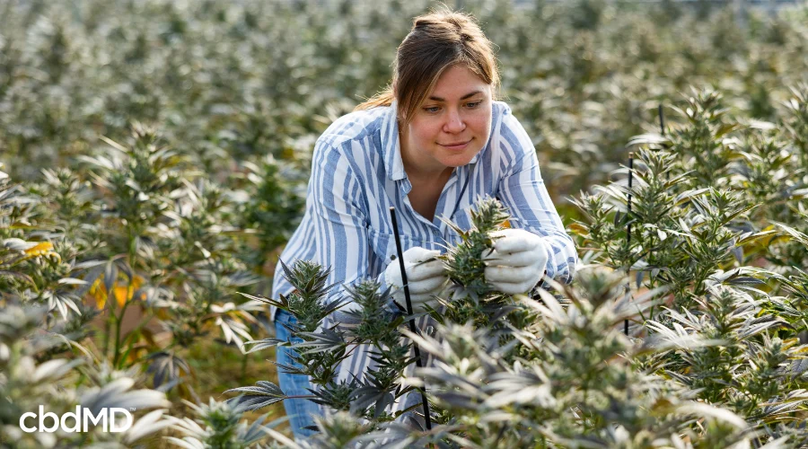 Farmer Inspecting Industrial Hemp Crop