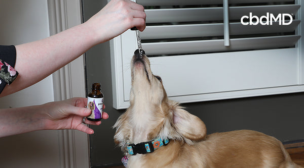 A bottle of CBD oil designed for pets