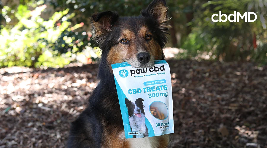 A black and brown dog holds a bag of cbd treats for dogs from paw cbd