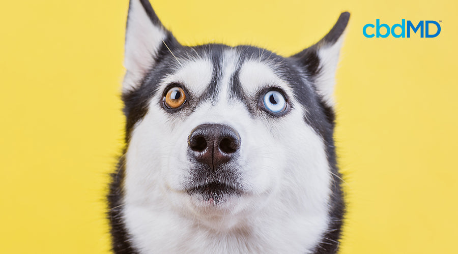 A husky looks very startled against a yellow background