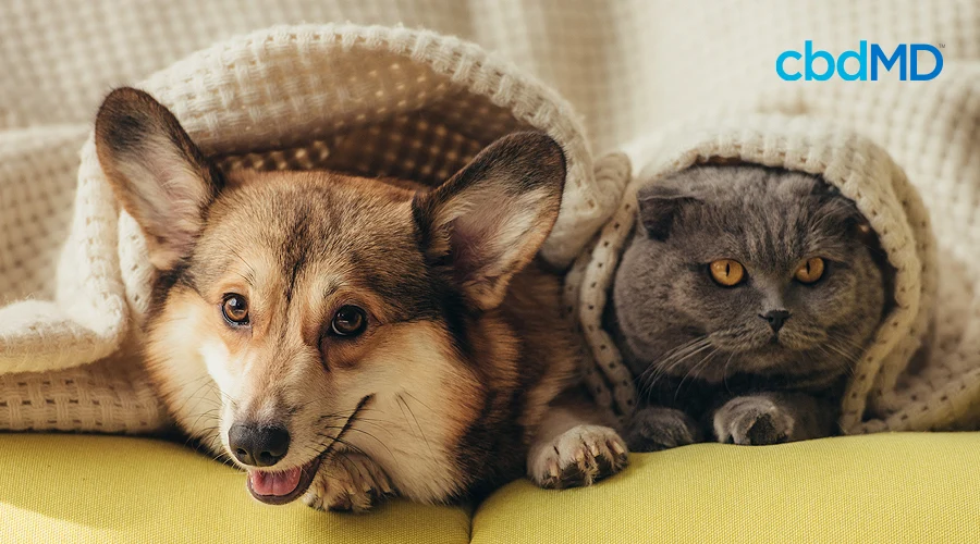 A corgi and a grey cat snuggle together beneath a knitted blanket
