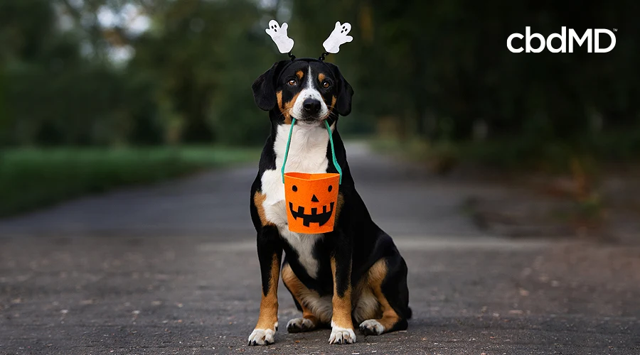 A brown and white dog with ghost ears holds a trick or treat bucket as he sits on a driveway