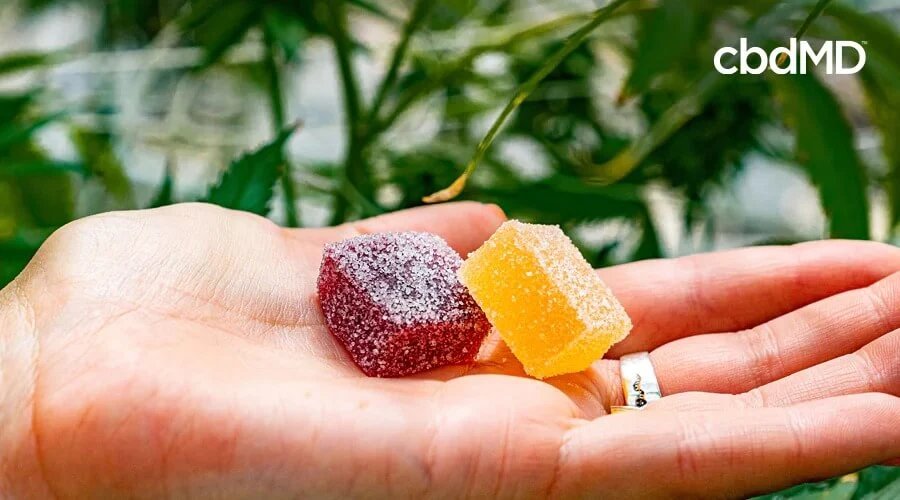 A hand holds out two large cbd infused gummies from cbdmd against a background of hemp