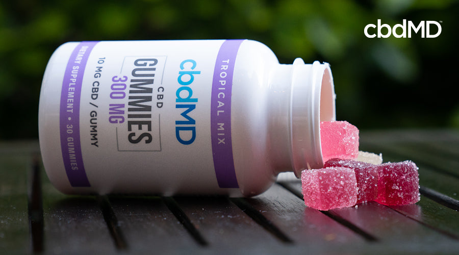 A bottle of 300 mg cbd gummies from cbdmd lays on its side with multi-flavored gummies spilling out