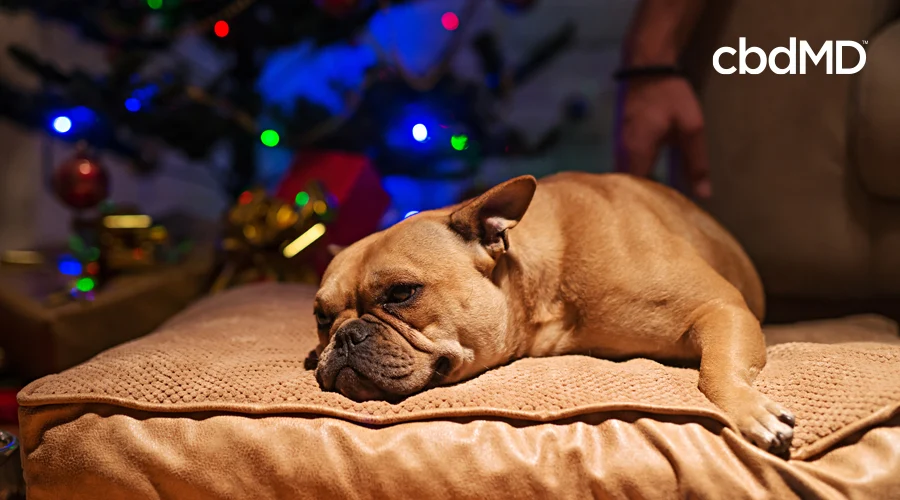 A french bulldog sleeps on a brown doggie bed near a christmas tree