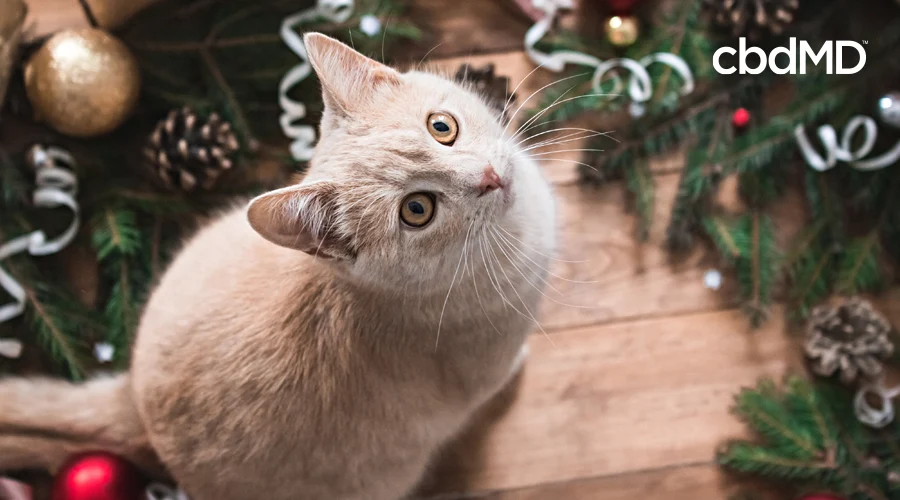 A white cat sits next to a christmas tree among holiday decorations