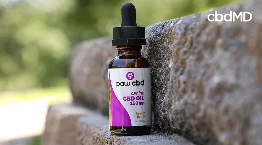A bottle of paw cbd canine cbd oil sits on a stone step