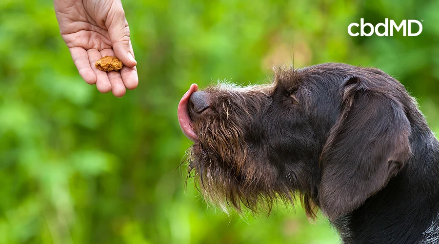 A shaggy black dog accepts a treat from the outstretched hand of its owner