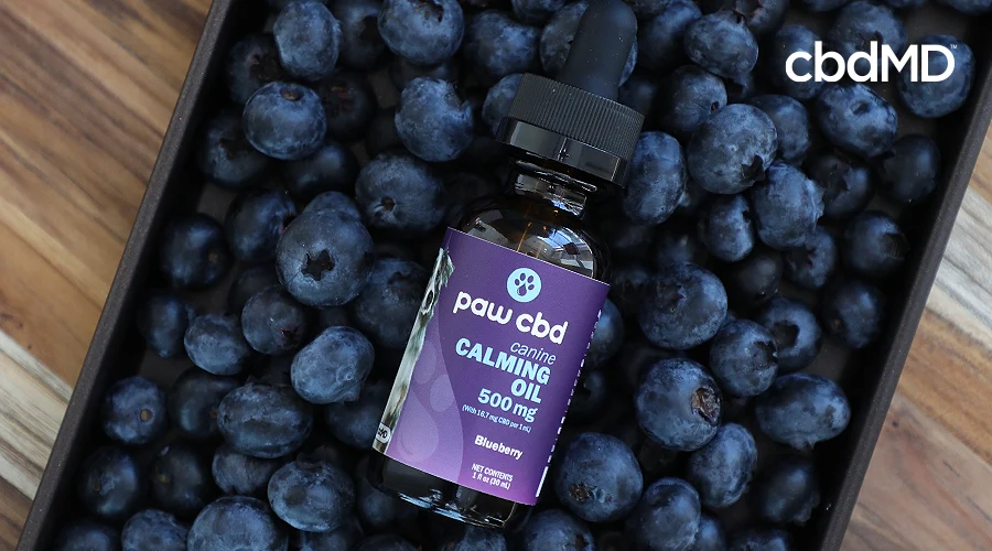 A crate of blueberries sits on a table with a bottle of 500 mg paw cbd canine cbd oil on top