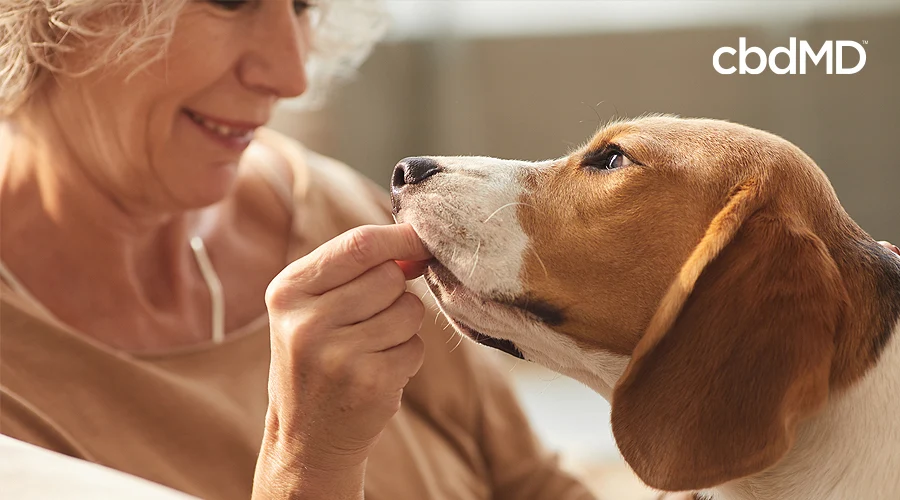 An older woman feeds her beagle a cbd dog treat