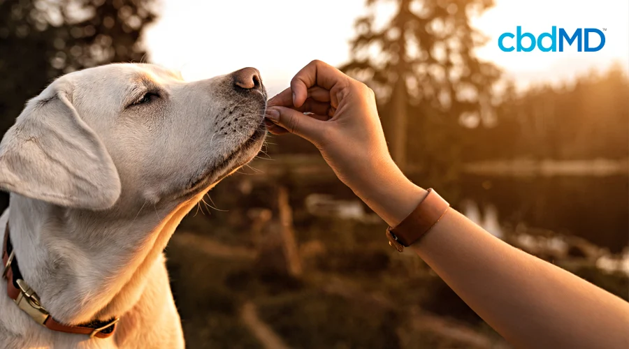 A older golden lab takes a treat from his owner by the lake