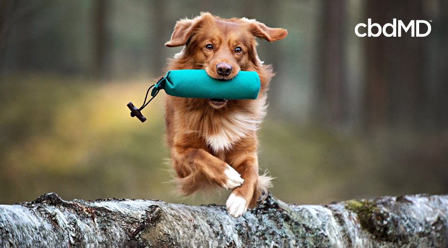A brown dog jumps over a log with a training toy in his mouth
