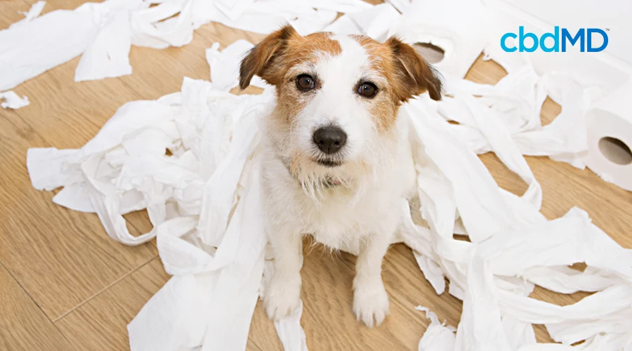 A brown and white jack russell terrier sits in a pile of torn up toilet paper
