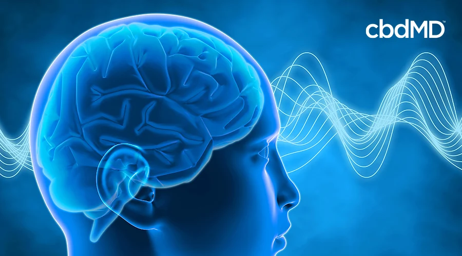A dark blue image shows a representation of the human brain inside a human head
