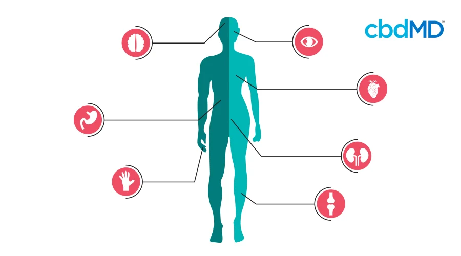 A diagram of the body showing the position of different bodily functions tied to the endocannabinoid system