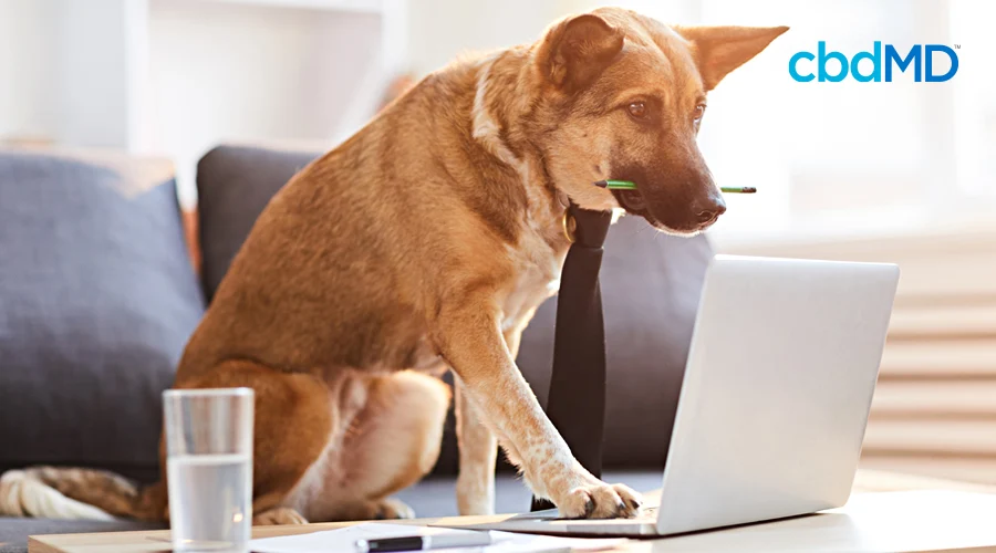 A german shepard sits on a couch and works on a computer