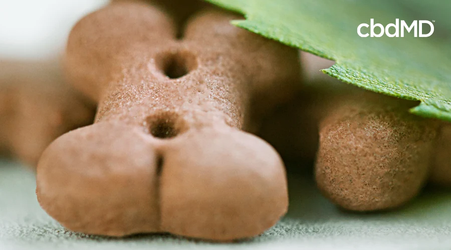 A collection of cbd treats for dogs sits on a baking tray