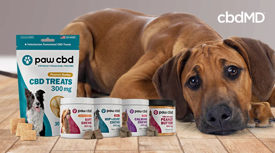 A large brown dog lays beside a collection of cbd treats for dogs from cbdmd
