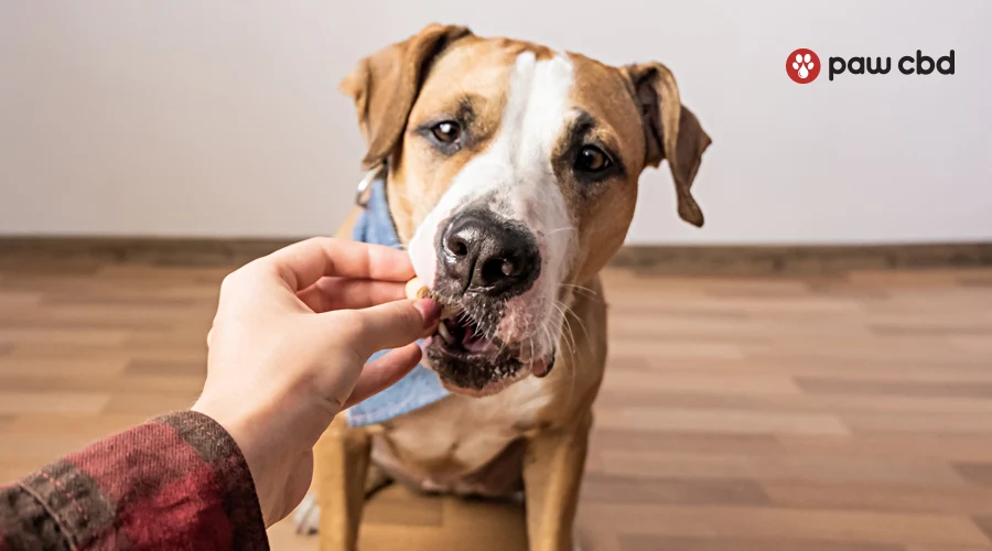 A brown dog sits on the floor and is given a treat by his owner