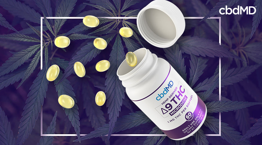 Hemp derived delta 9 thc capsules 1 mg microdose with softgels coming out of the top with cannabis leaves in the background - cbdMD
