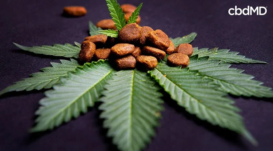 Pet food sitting on a marijuana leaf - cbdMD