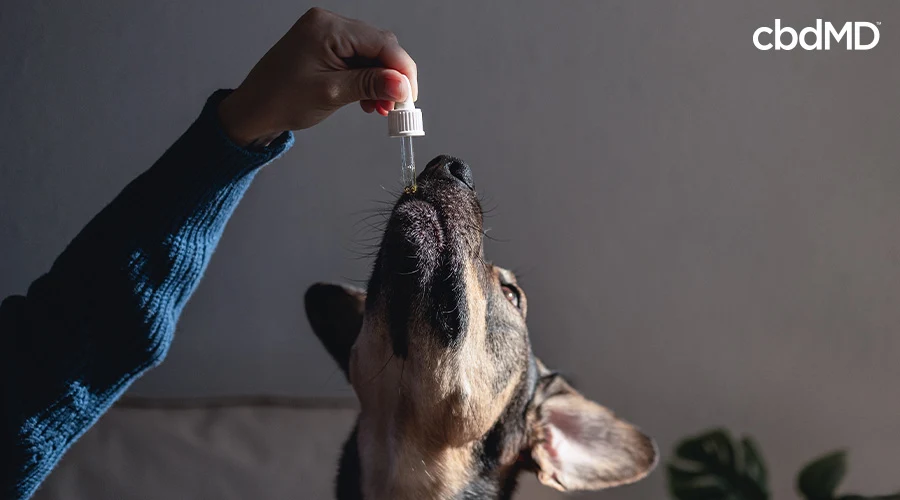 Someone giving their dog cannabis oil through a dropper - cbdMD
