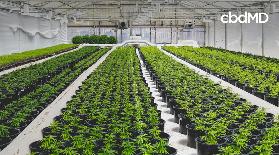 Rows of potted hemp plants sit in an indoor greenhouse surrounded by piping and fans