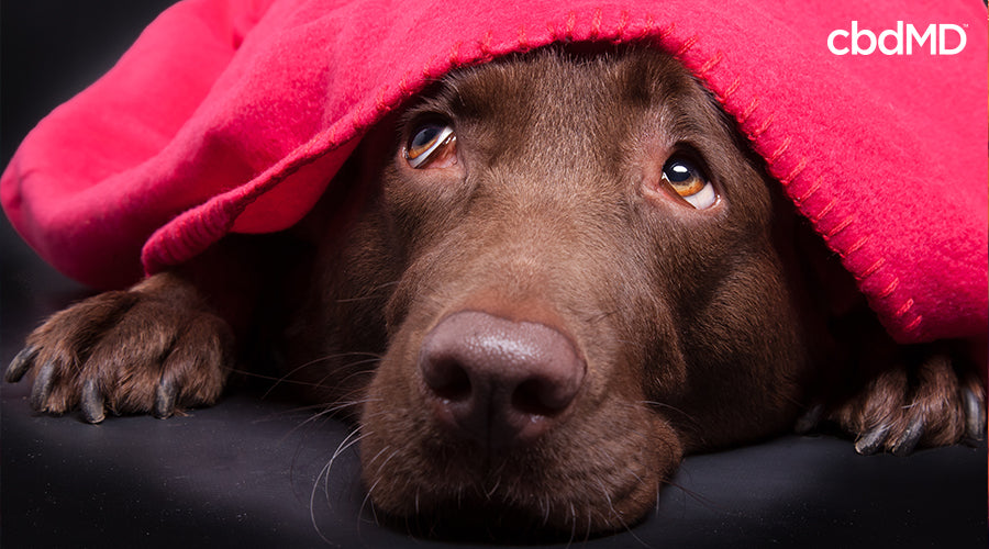 A dog that is scared hiding under a blanket - cbdMD