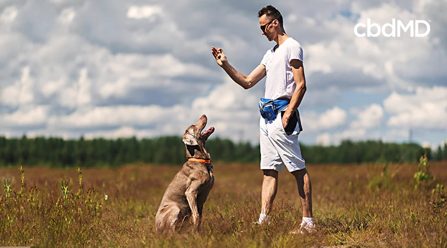 A man stands in a field with his dog and holds out a treat as the dog sits in front of him