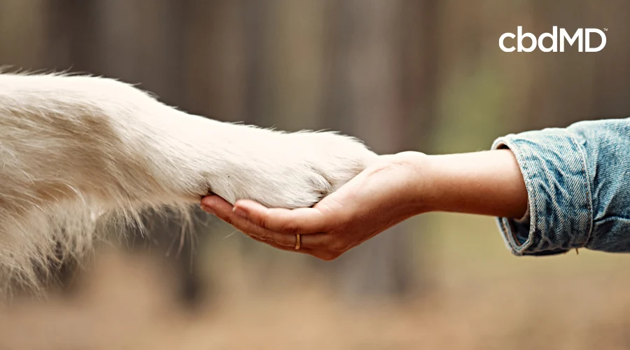 A woman holds out a hand and a large white dog places its paw in her hand