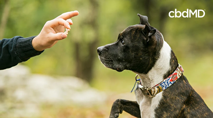 A brown and white pitbull sits up straight as his owner raises a cbd treat