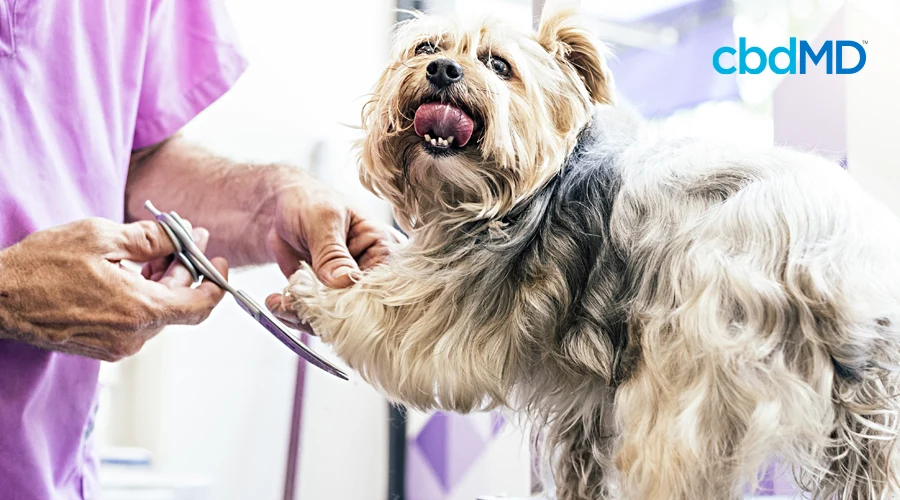 A yorkshire terrier stands on a a platform and is groomed by a groomer