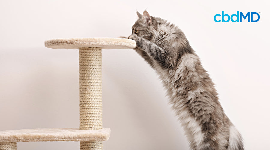 A grey cat gets ready to jump onto a cat tower