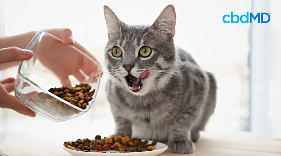 A grey cat licks its lips as its owner feeds it