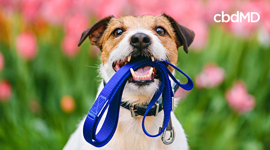 A brown and white terrier sits with a leash in its mouth