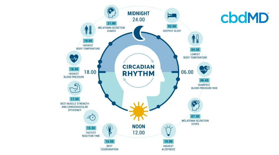 A diagram shows the human body's natural circadian rhythm