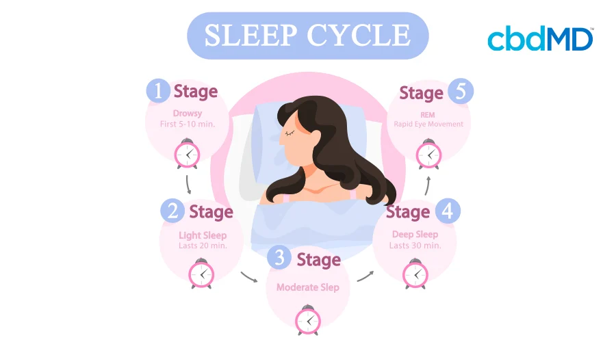 A diagram shows the natural human sleep cycle