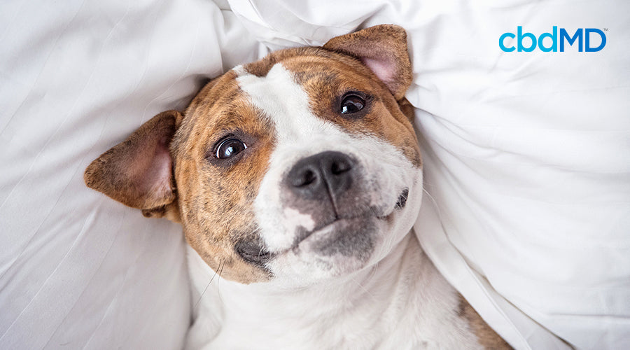 A brown and white pitbull lays on a pillow and smiles up at the camera