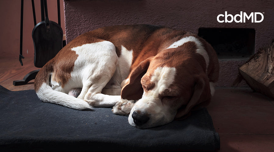 A large brown and white basset hound lays on a dog bed fast asleep