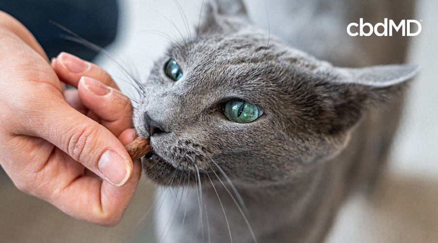 A beautiful grey cat reaches out to take a cbd treat from their owners hand