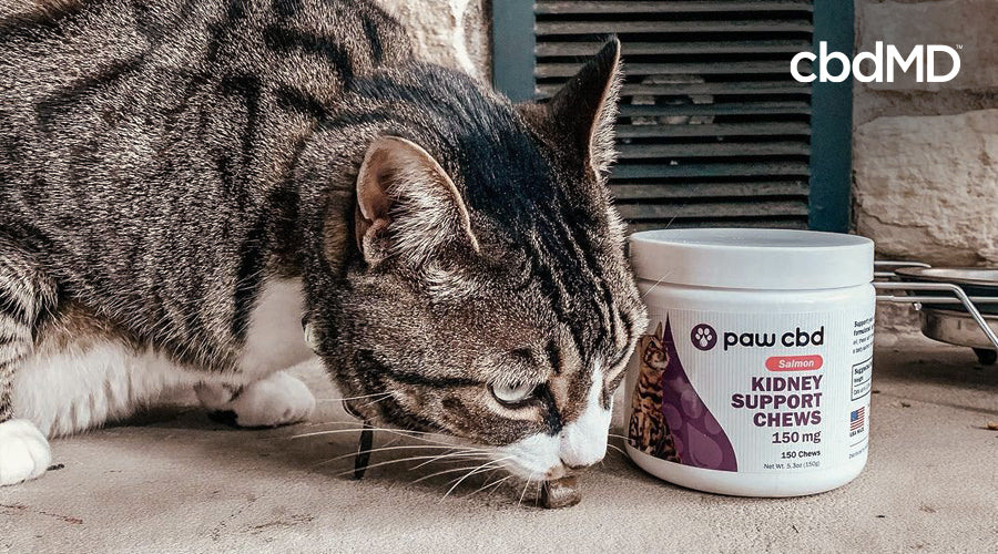 A grey and white tabby cat leans down to take a kidney support cbd treat from cbdmd