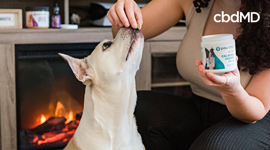 A white dog leans his head back to receive a canine calming cbd treat from cbdmd