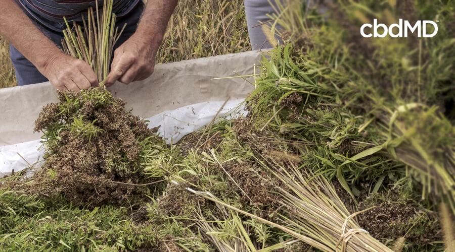 Farmers harvest hemp plants in a field