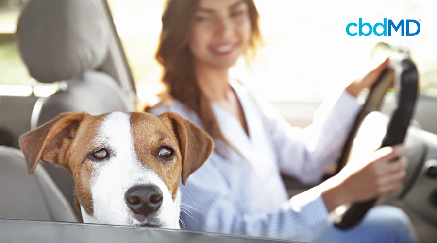 A dog looks out the window of a car as a woman drives him home