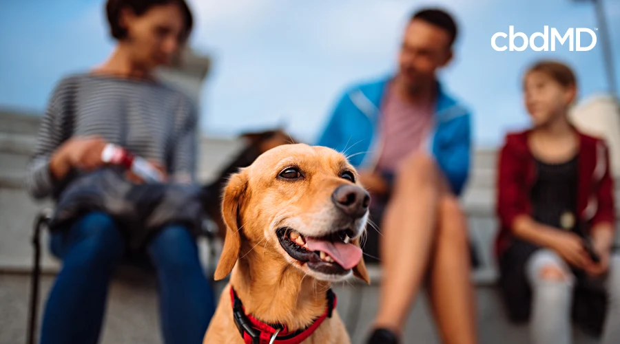 A golden retriever sits among a group of people