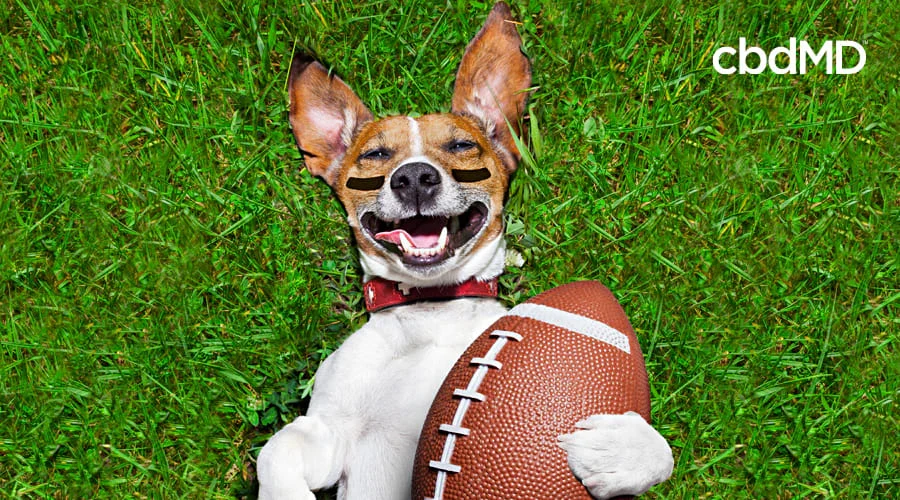 A jack russell terrier with eye black under his eyes rolls on the football field with a ball