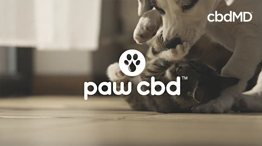 A cat and a dog roll on the floor playing in black and white with the Paw cbd logo over them