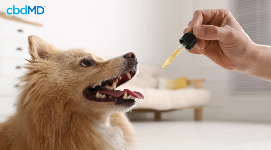 Person Giving CBD Tincture to Dog